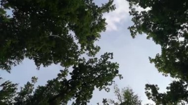 Dağ ormanlarının yaz manzarası
