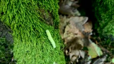 Tırtıl Pseudoips prasinana bir dağ ormanında