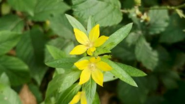 Dağ ormanında Lysimachia punctata