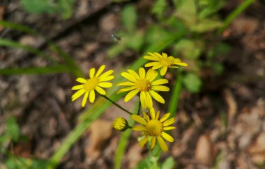 Senecio squalidus L. Dağ ormanında