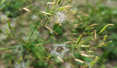 Dağ ormanında Lactuca duvar resmi