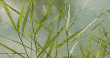 Göl kıyısında Phragmites australis