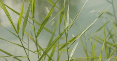 Göl kıyısında Phragmites australis