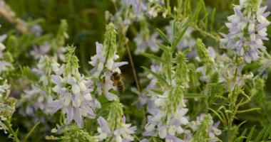 Vahşi arı Galega Orientalis 'te nektra topluyor.