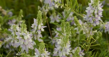 Galega Orientalis göl kenarında çiçek açar.