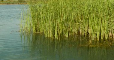 Göl kıyısında Phragmites australis