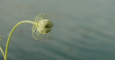 Göl kıyısında Daucus carota