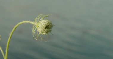 Göl kıyısında Daucus carota
