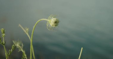 Göl kıyısında Daucus carota