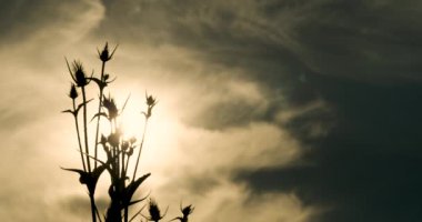 Dipsacus laciniatus gökyüzüne karşı