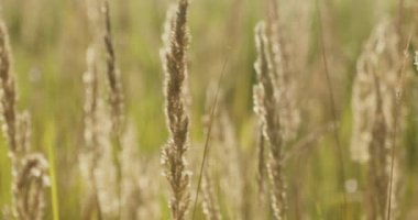 Rüzgarda sallanan Calamagrostis epigejos