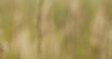 Rüzgarda sallanan Calamagrostis epigejos