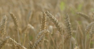 Buğday alan bir yaz akşamı