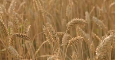 Buğday alan bir yaz akşamı