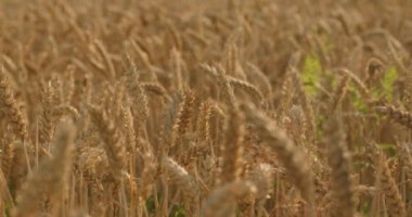 Buğday alan bir yaz akşamı