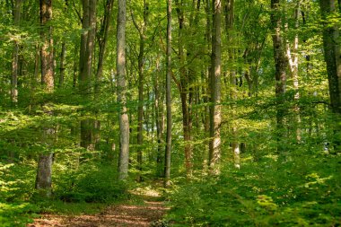Kayın dağı ormanlarının yaz manzarası