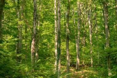 Kayın dağı ormanlarının yaz manzarası