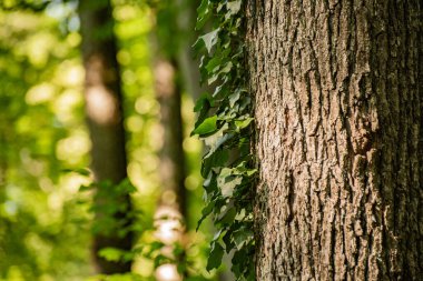 Kayın dağı ormanlarının yaz manzarası