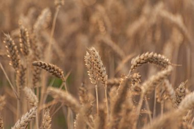Buğday alan bir yaz akşamı