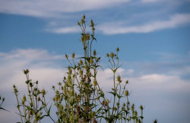 Dipsacus laciniatus gökyüzüne karşı