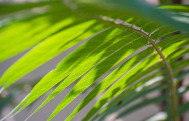 Akasya dalından doku arkaplanı