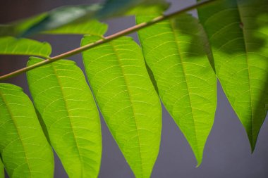 Akasya dalından doku arkaplanı