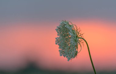 Gün batımına karşı Daucus Carota