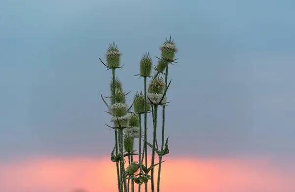 stock image Dipsacus laciniatus against the backdrop of the sunset sky