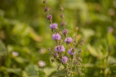 Mentha pulegium göl kenarında çiçek açıyor.