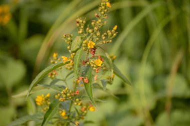 Göl kıyısında Lysimachia vulgaris