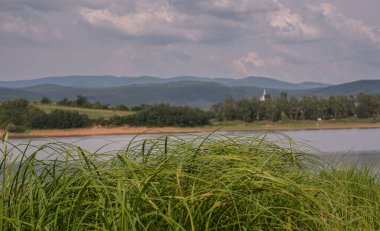 Carex acuta göl kıyısında