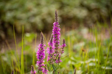 Blooming loosestrife willow on the river bank