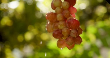 Kızıl Gezegen üzümleri yağmurda çeşitlenir