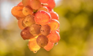 Kızıl Gezegen üzümleri yağmurda çeşitlenir