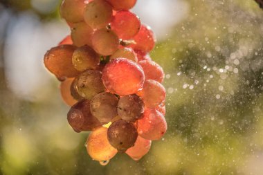 Kızıl Gezegen üzümleri yağmurda çeşitlenir