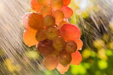 Kızıl Gezegen üzümleri yağmurda çeşitlenir
