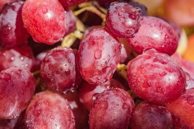 Yağmurda üzümlü üzümlere yakın çekim