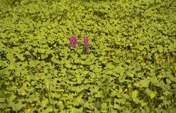 stock image Cluster of Xanthium strumarium L. on the shore of a lake