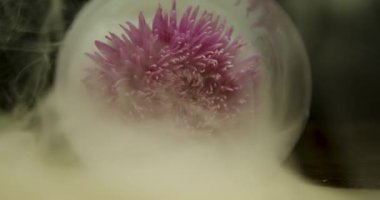 Arka plan için duman bulutları içindeki Aster çiçeği