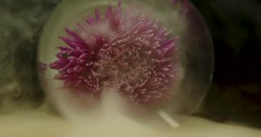 Arka plan için duman bulutları içindeki Aster çiçeği