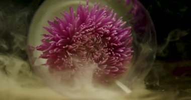 Arka plan için duman bulutları içindeki Aster çiçeği