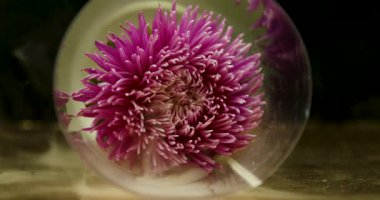 Arka plan için duman bulutları içindeki Aster çiçeği