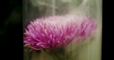 Arka plan için duman bulutları içindeki Aster çiçeği