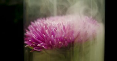 Arka plan için duman bulutları içindeki Aster çiçeği