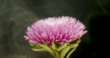 Arka plan için duman bulutları içindeki Aster çiçeği