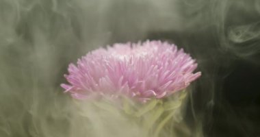 Arka plan için duman bulutları içindeki Aster çiçeği