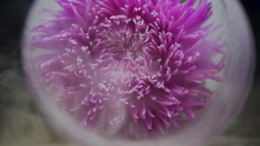 Arka plan için duman bulutları içindeki Aster çiçeği