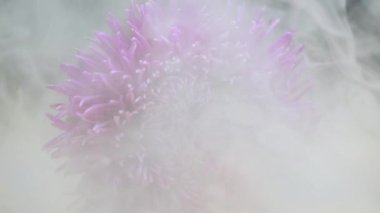 Arka plan için duman bulutları içindeki Aster çiçeği