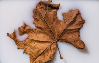 Arkaplan için sütte kuru akçaağaç yaprağı