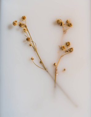 Arka plan için sütlü kurutulmuş falakroloma.